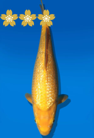 Koi Auktion Dainichi GinrinKarashigoi JumboTosai YellowMonkey - 33cm GT5-0941