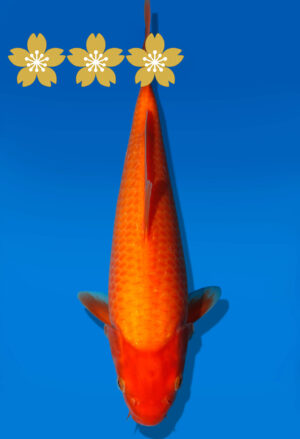 Koi Auktion Dainichi Benigoi JumboTosai RedTiger - 29cm GT7-0956