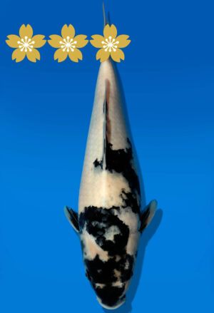 Koi Auktion Dainichi Shiro JumboTosai Monroe - 34cm GT2-0972