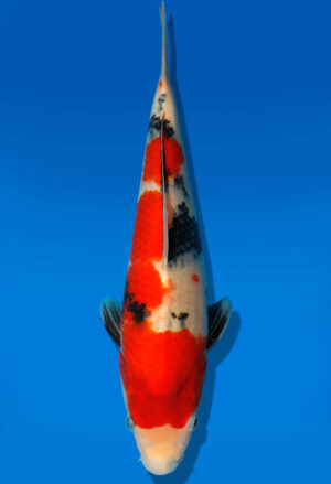 Koi Auktion Dainichi Showa JumboTosai Monroejr. - 32cm GT2-0973