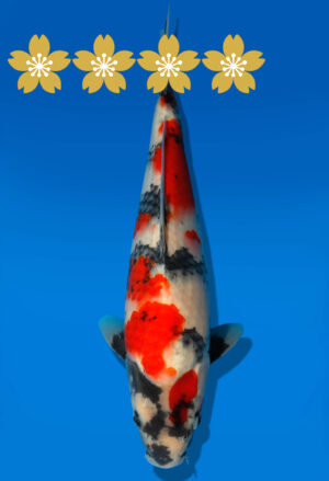 Koi Auktion Dainichi Showa JumboTosai MonaLisa - 30cm GT2-0974