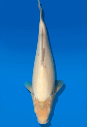 Koi Auktion Dainichi WhiteKarashi JumboTosai WhiteMonkey - 32cm GT4-0976