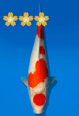 Koi Auktion Kanno Goshiki JumboTosai Kanno - 32cm GT4-0978