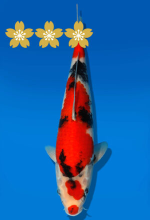 Koi Auktion Dainichi Showa JumboTosai SuperMonster - 29cm GT4-0977