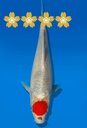 Koi Auktion Kanno T.Goshiki JumboTosai Kanno - 26cm GT4-0979