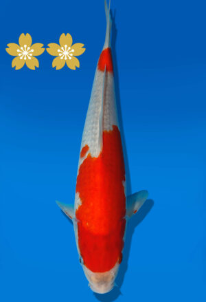 Koi Auktion Kanno Goshiki JumboTosai Kanno - 28cm GT4-0980