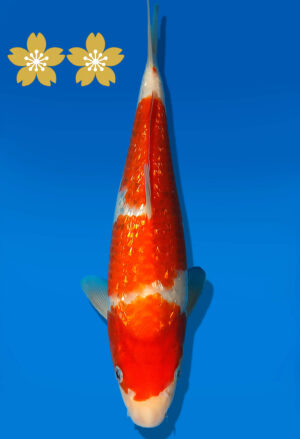 Koi Auktion Dainichi GinrinKohaku JumboTosai XGinrinKohaku - 26cm GT4-0982