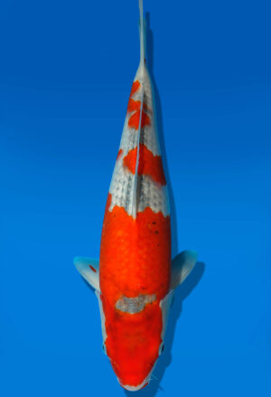 Koi Auktion Kanno Goshiki JumboTosai Kanno - 33cm GT4-0981