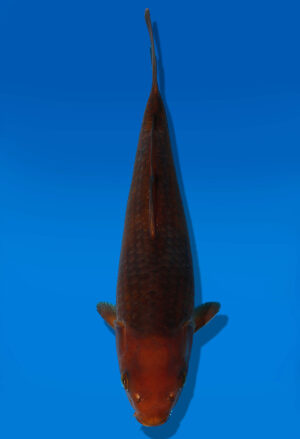 Koi Auktion Dainichi Chagoi JumboTosai BrownMonkey - 26cm GT4-0984