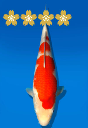 Koi Auktion Dainichi Kohaku JumboTosai Wild - 34cm GT4-0983