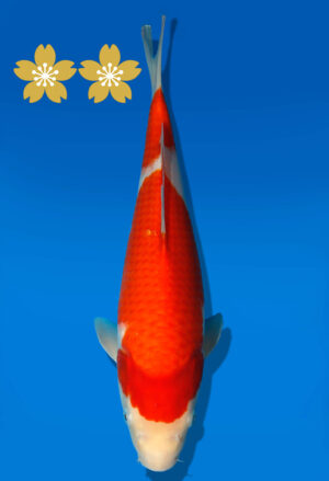 Koi Auktion Dainichi Kohaku JumboTosai Wild - 33cm GT4-0986
