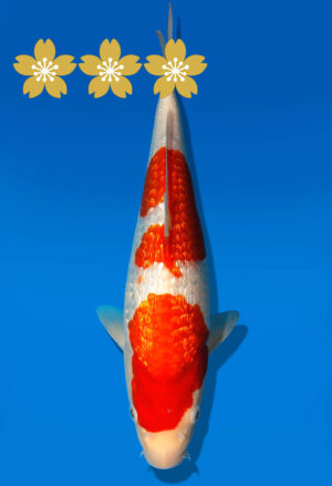 Koi Auktion Dainichi GinrinKohakui JumboTosai XGinrinKohaku - 28cm GT4-0988