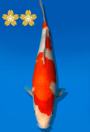 Koi Auktion Kanno Goshiki JumboTosai Kanno - 28cm GT4-0987