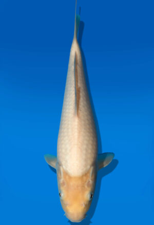 Koi Auktion Dainichi WhiteKarashi JumboTosai WhiteMonkey - 30cm GT5-0989