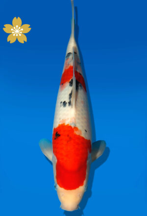 Koi Auktion Dainichi Sanke JumboTosai NewMSankejr. - 36cm GT5-0990