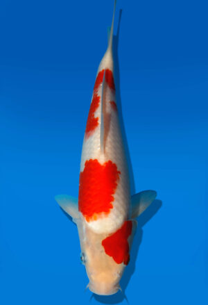 Koi Auktion Kanno Goshiki JumboTosai Kanno - 27cm GT5-0991
