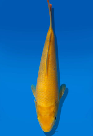 Koi Auktion Dainichi Chagoi JumboTosai BrownMonkey - 23cm GT5-0992