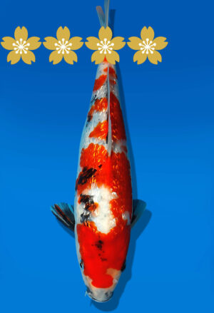 Koi Auktion Dainichi GinrinShowa JumboTosai XGinrinShowa - 28cm GT5-0993