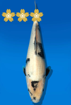 Koi Auktion Dainichi Shiro JumboTosai Monroe - 28cm GT5-0994