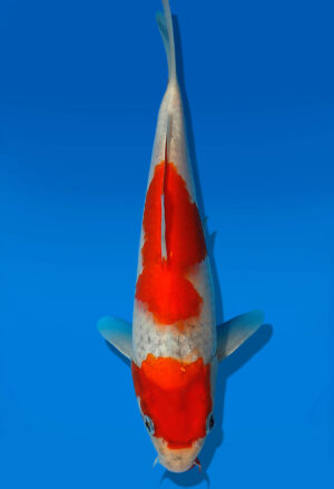 Koi Auktion Kanno Goshiki JumboTosai Kanno - 22cm GT5-0996