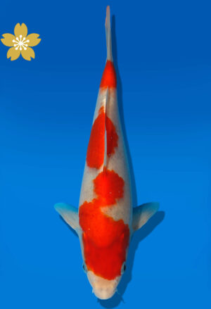 Koi Auktion Kanno Goshiki JumboTosai Kanno - 22cm GT5-0995