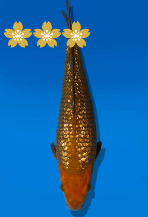 Koi Auktion Dainichi GinrinChagoi JumboTosai BrownMonkey - 33cm GT4-1006