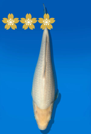 Koi Auktion Dainichi WhiteKarashigoi JumboTosai WhiteMonkey - 34cm GT4-1000