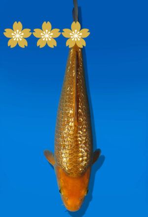 Koi Auktion Dainichi GinrinChagoi JumboTosai BrownMonkey - 33cm GT4-1005