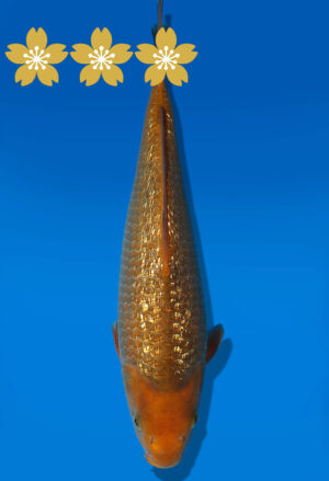 Koi Auktion Dainichi GinrinChagoi JumboTosai BrownMonkey - 32cm GT4-1004