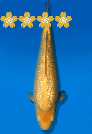 Koi Auktion Dainichi GinrinKarashigoi JumboTosai YellowMonkey - 35cm GT4-1003