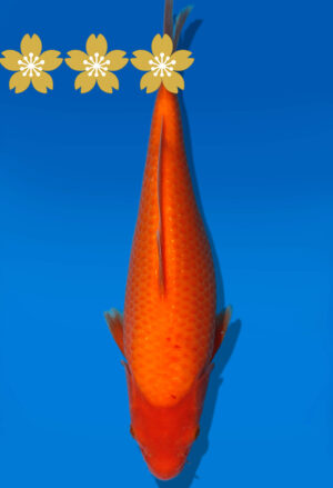 Koi Auktion Dainichi GinrinBenigoi JumboTosai RedTiger - 29cm GT3-1002