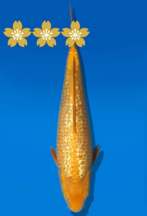 Koi Auktion Dainichi Ar.GinrinKarashigoi JumboTosai YellowMonkey - 33cm GT3-0999