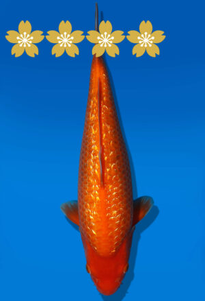 Koi Auktion Dainichi GinrinBenigoi JumboTosai XGinrinKohaku - 33cm GT3-0998