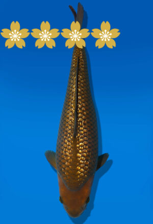 Koi Auktion Dainichi GinrinChagoi JumboTosai BrownMonkey - 36cm GT3-0997