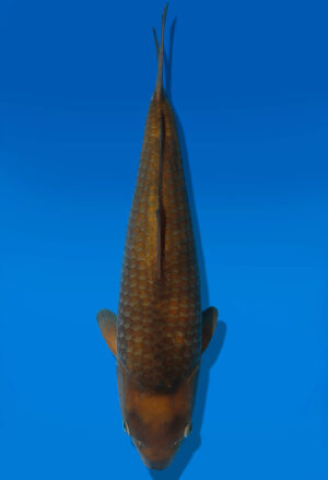 Koi Auktion Dainichi Chagoi JumboTosai BrownMonkey- 35cm GT6-1088