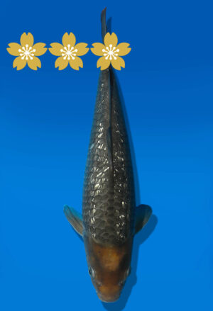 Koi Auktion Dainichi GinrinSoragoigoi JumboTosai GinrinSora/Soragoi- 32cm GT6-1089