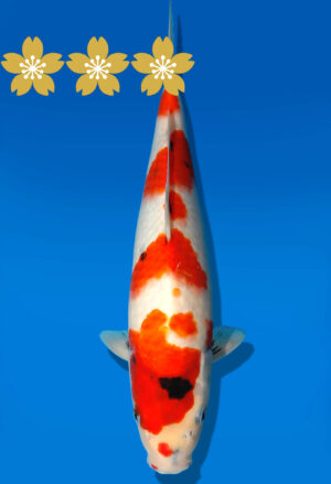 Koi Auktion Dainichi Showa JumboTosai Monroe- 31cm GT6-1090
