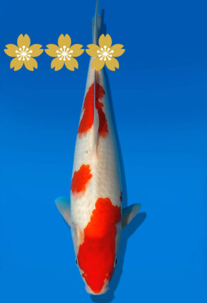Koi Auktion Kanno Goshiki JumboTosai Kanno - 33cm GT6-1091