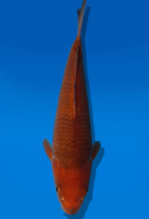 Koi Auktion Dainichi Chagoi JumboTosai BrownMonkey - 21cm GT6-1092