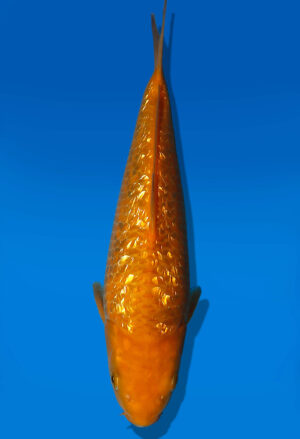 Koi Auktion Dainichi GinrinChagoi JumboTosai BrownMonkey - 24cm GT6-1093
