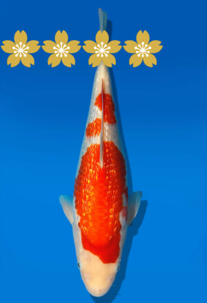 Koi Auktion Dainichi GinrinKohaku JumboTosai XGinrinKohaku - 28cm GT6-1094