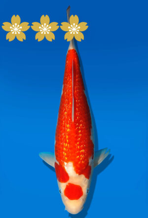 Koi Auktion Dainichi GinrinKohaku JumboTosai XGinrinKohaku - 28cm GT6-1095