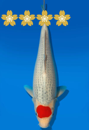 Koi Auktion Kanno TanchoGoshiki JumboTosai Kanno - 30cm GT6-1095
