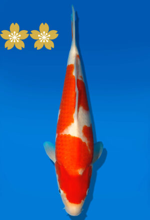 Koi Auktion Dainichi Kohaku JumboTosai Wild - 34cm GT6-1096