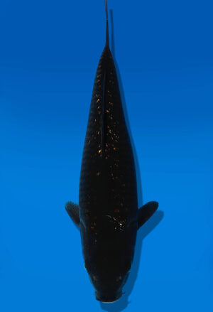 Koi Auktion Dainichi Blackdiamond JumboTosai BlackZeus - 26cm GT6-1097