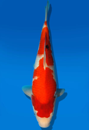 Koi Auktion Dainichi Sanke JumboTosai NewMSankejr. - 34cm GT6-1098