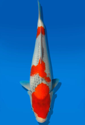 Koi Auktion Kanno Goshiki JumboTosai Kanno - 31cm GT6-1099
