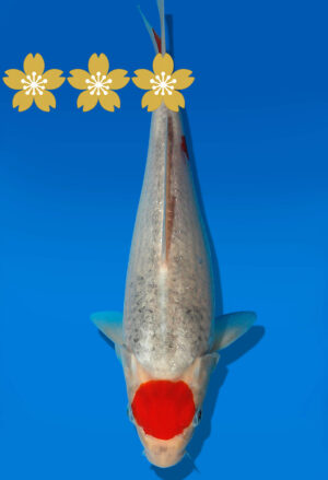 Koi Auktion Kanno Goshiki JumboTosai Kanno - 26cm GT6-1100