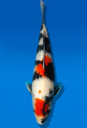 Koi Auktion Dainichi Showa JumboTosai Monroe - 28cm GT6-1101