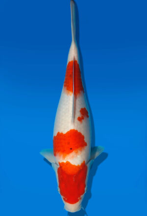 Koi Auktion Dainichi Kanno Goshiki JumboTosai Kanno - 31cm GT6-1102